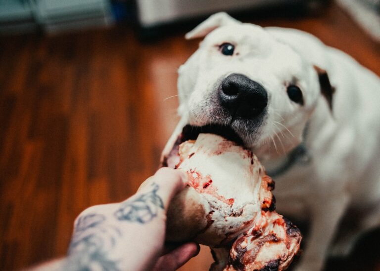 bone density dog nutrition