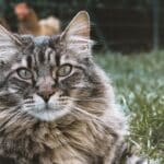 large breed cat food