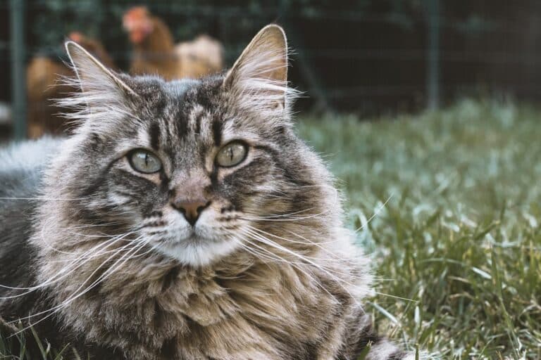 large breed cat food