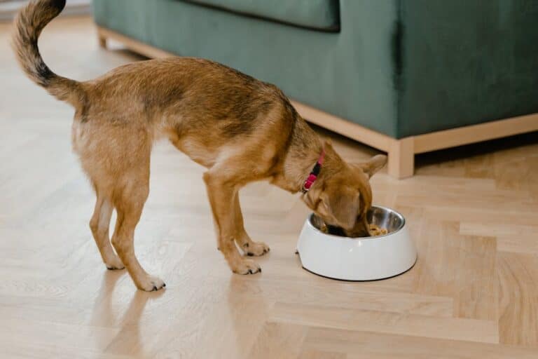 small dog food