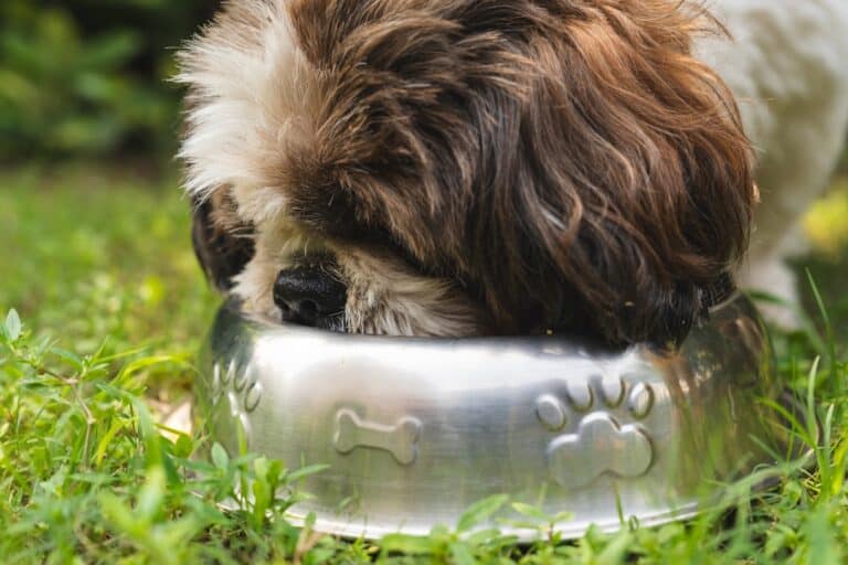 best puppy food for small breeds