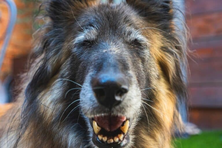 best kibble for senior dogs