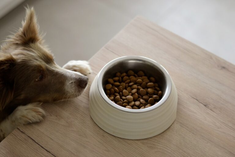 pet food for digestion