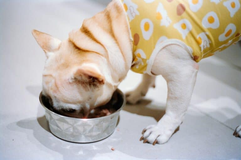dog diet plan