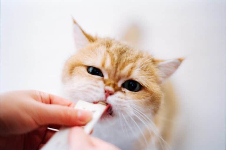 cat treats creamy