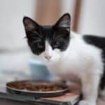 breed specific cat food