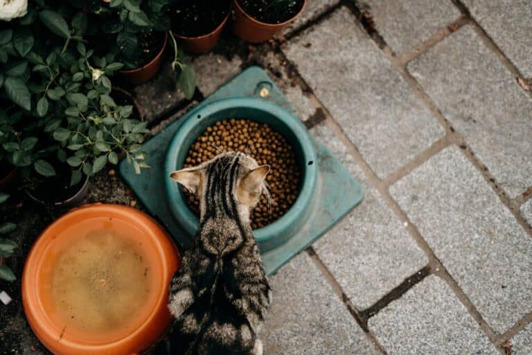 senior cat food