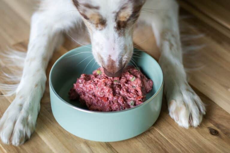 best homemade food for dogs with seizures