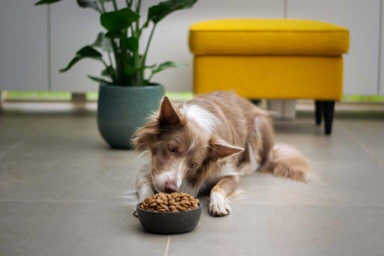 duck hypoallergenic dog food